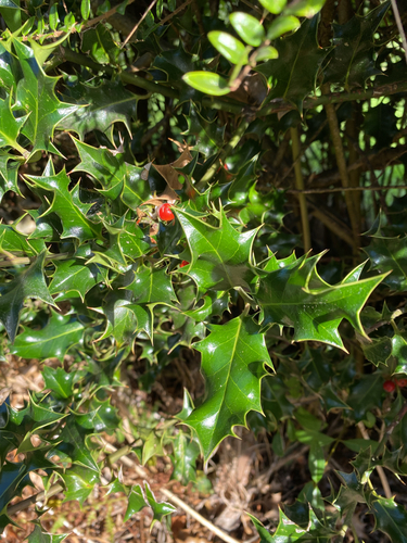 European holly