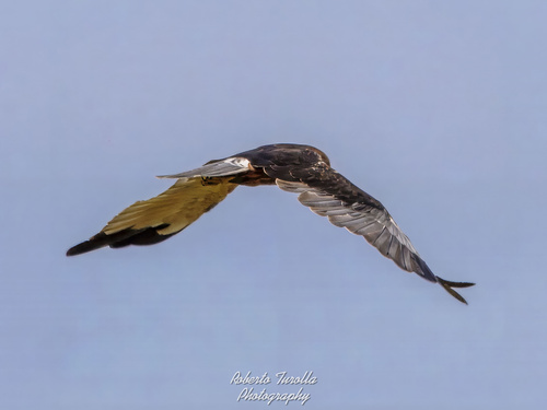 Western Marsh Harrier