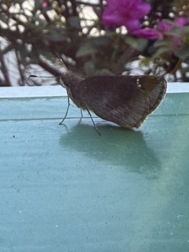 Clouded Skipper