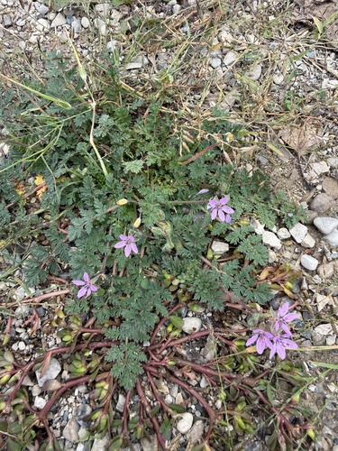Redstem Stork's-bill