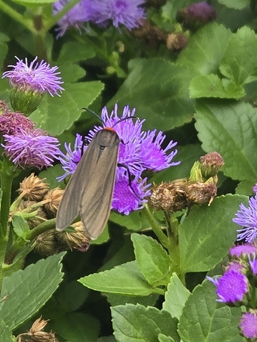 Yellow-collared Scape Moth