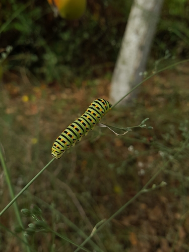 Old World Swallowtail