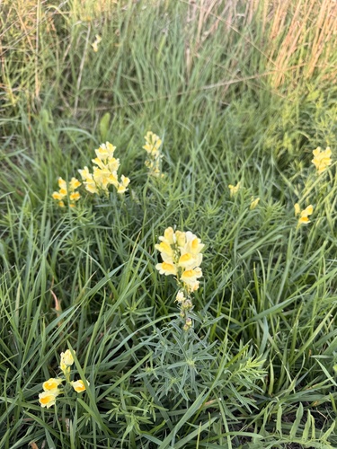 common toadflax