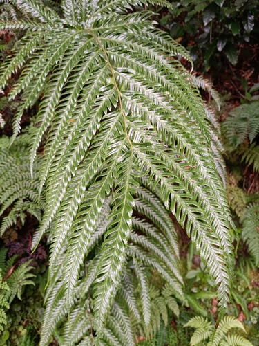 Pteris incompleta