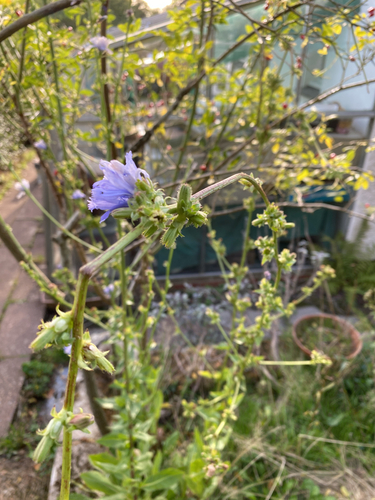 chicory
