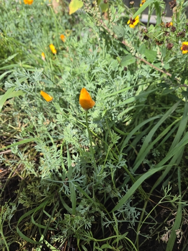 California poppy
