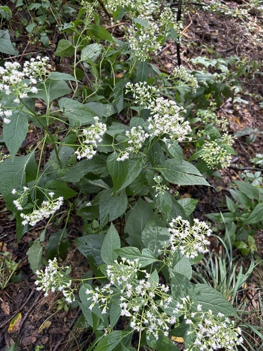 white snakeroot