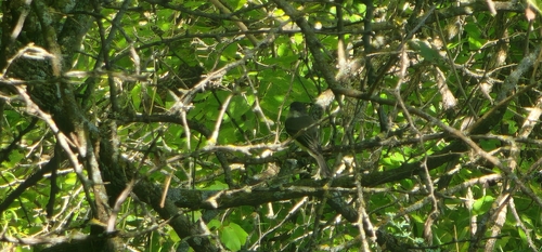 Eastern Phoebe