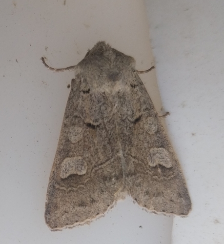 Ammoconia caecimacula