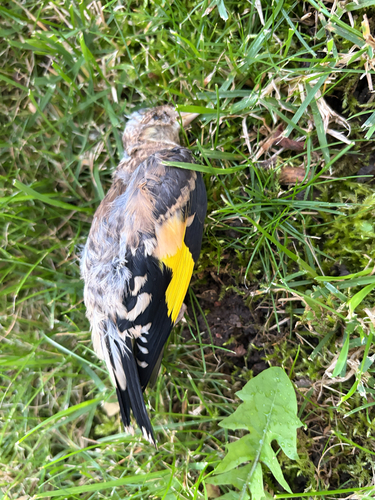 European Goldfinch