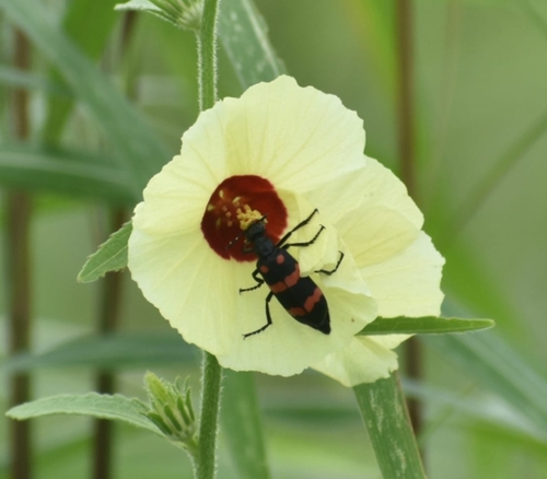 Hycleus biundulatus