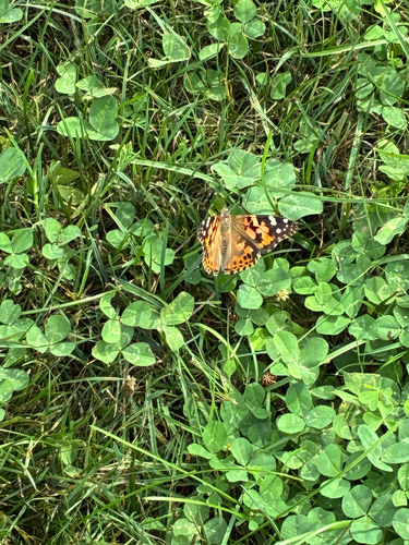 Painted Lady