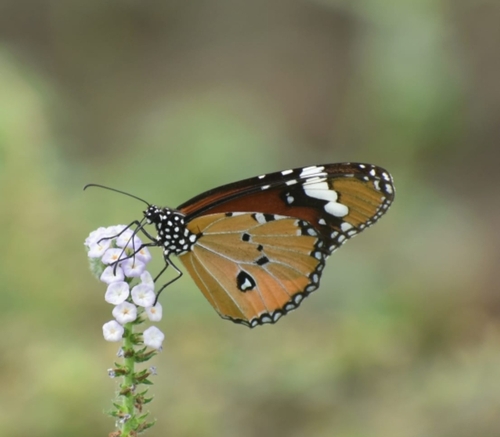 Plain Tiger Butterfly