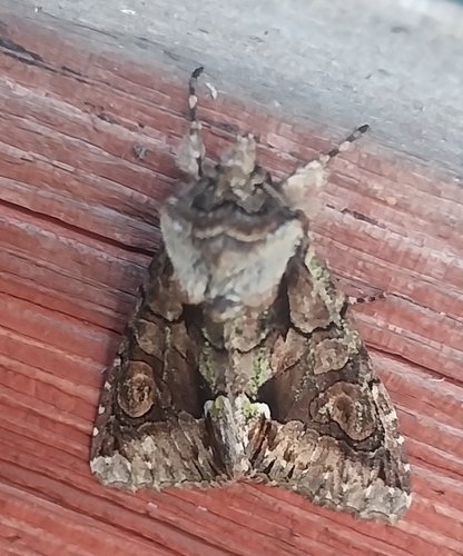 Green-brindled Crescent