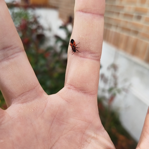 Melanocoryphus albomaculatus