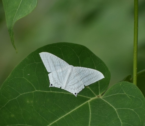 Grey Swallowtail Moth