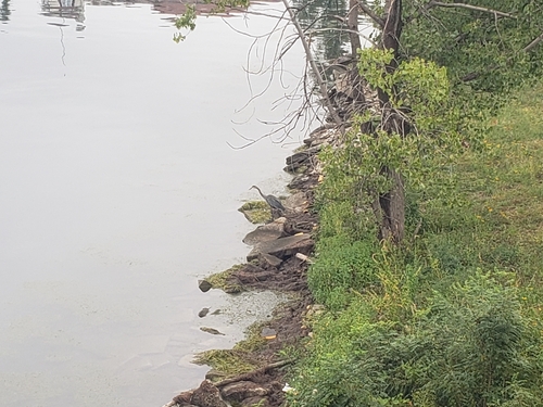 Great Blue Heron