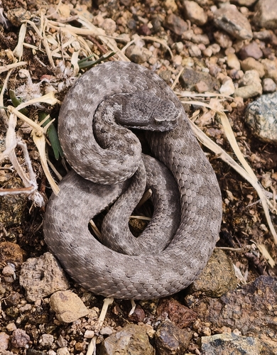 Vipera monticola monticola