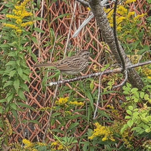 Song Sparrow