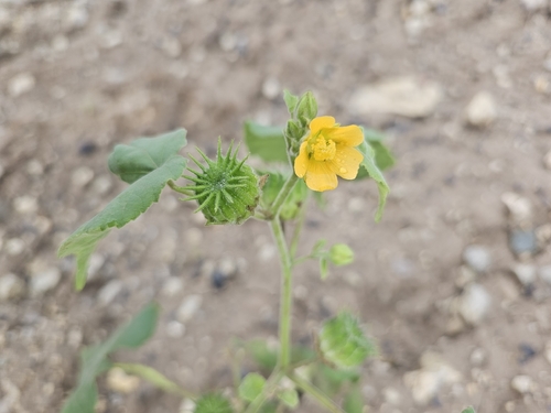 velvetleaf
