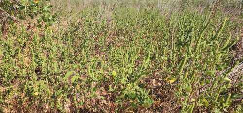 Sumpweed