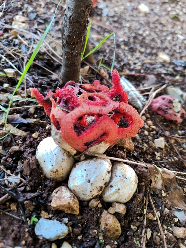 red-cage fungus