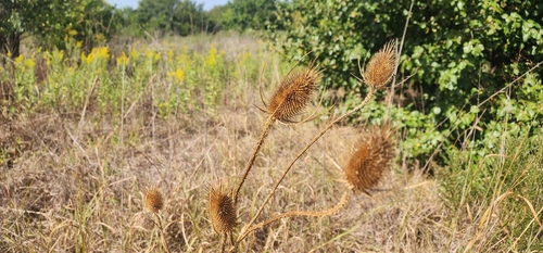 wild teasel