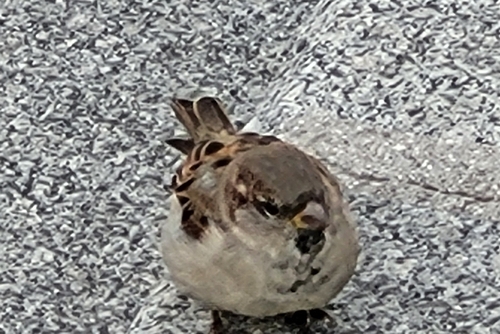 House Sparrow