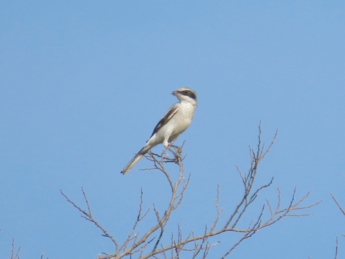 Loggerhead Shrike