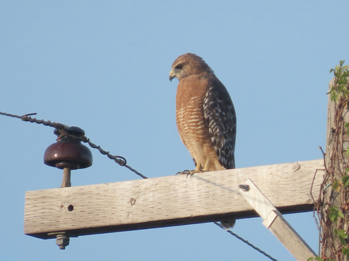 Red-shouldered Hawk