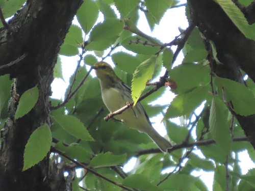 Black-throated Green Warbler