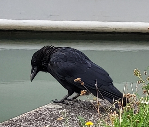 Carrion Crow