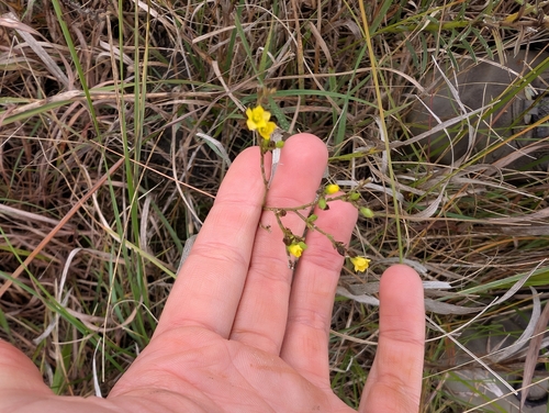 Grooved Yellow Flax