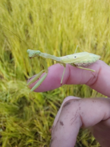 Carolina Mantis