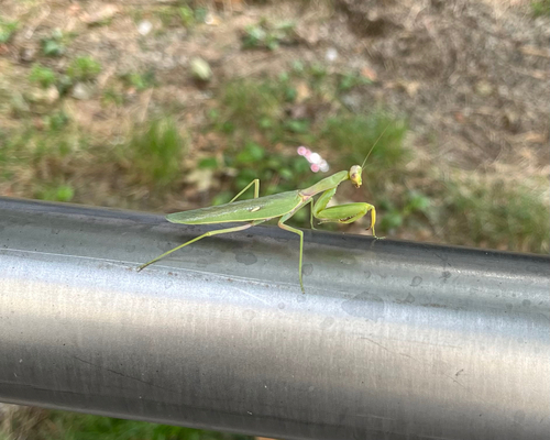 Transcaucasian Giant Mantis
