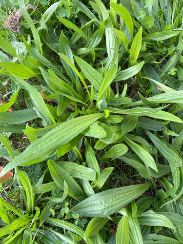 ribwort plantain