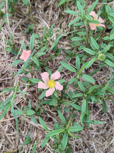 bracted fanpetals