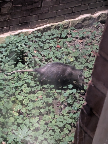 Virginia Opossum
