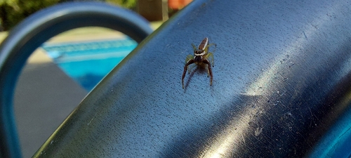 Common Hentz Jumping Spider