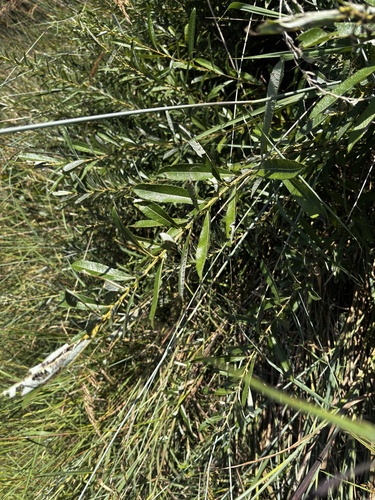 Prairie Willow