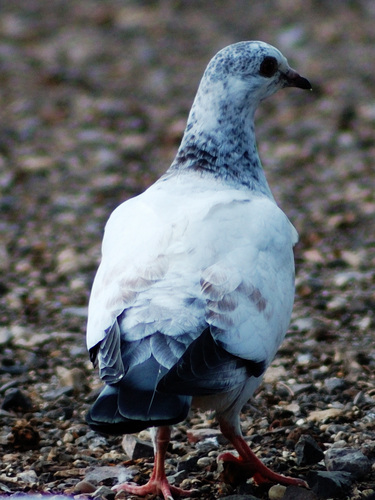 Feral Pigeon