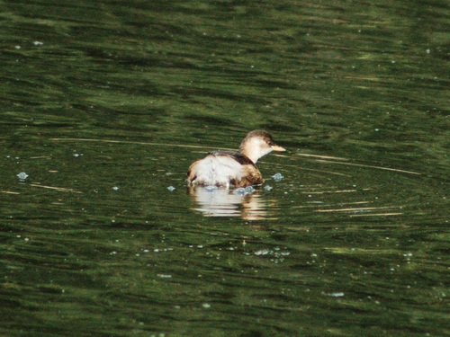 Little Grebe