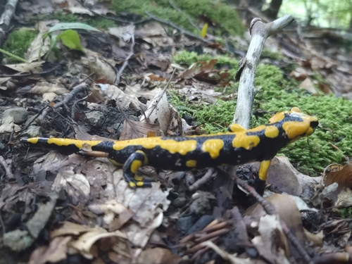 Fire Salamander
