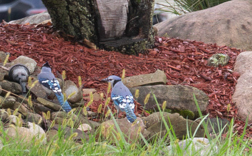 Blue Jay