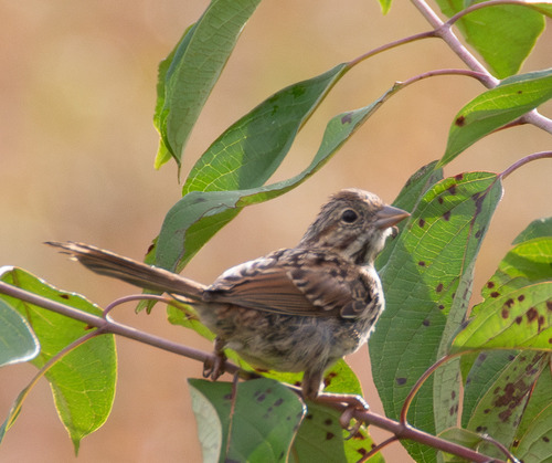 Song Sparrow