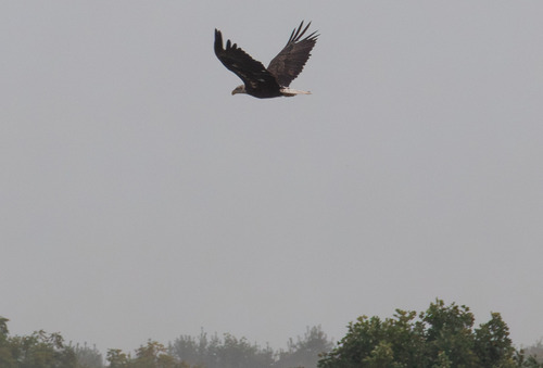 Bald Eagle