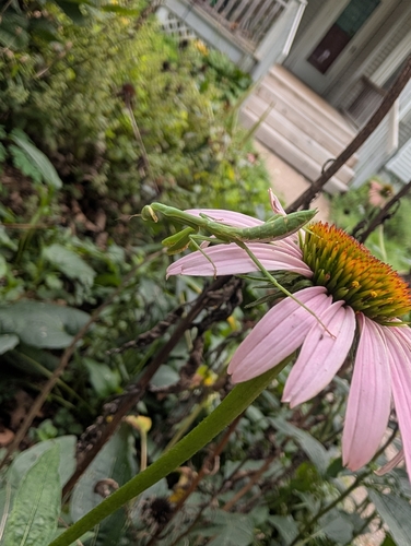 Carolina Mantis