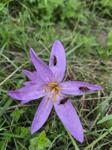 Spilostethus saxatilis