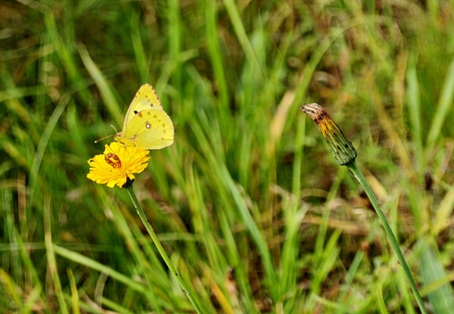 Pale Clouded Yellow