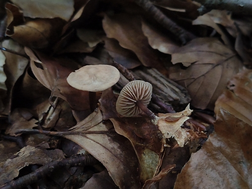 Red-stemmed Gymnopus